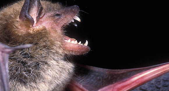 Bat White-nose Syndrome
