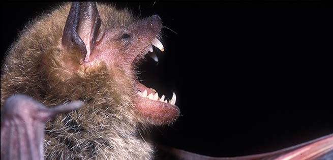 Bat White-nose Syndrome